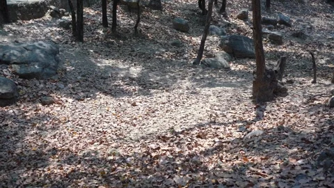 Exploring the Diverse Forests of India Stock Footage 313565890