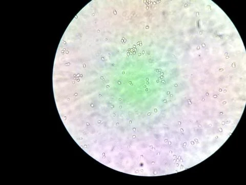 Exploring Diverse Microbes Under a Microscope in a Laboratory Setting Foto stock