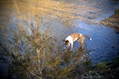 Exploring Dog Stock Photos