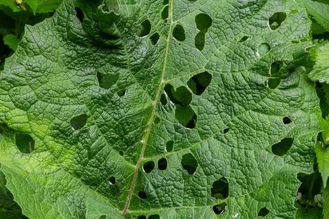 Exploring the effects of insect damage on large leaves of Arctium lappa a b.. Stock Photos
