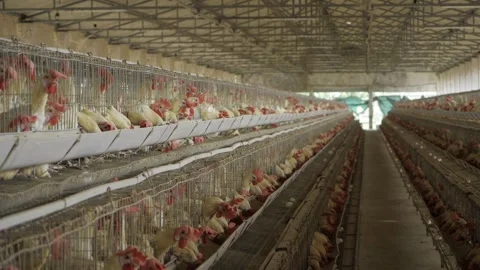 Exploring the Egg Production Process in India - A Behind-the-Scenes Look at the Stock Footage 324035007