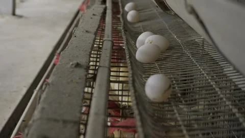 Exploring the Egg Production Process - A Visual Journey in the Farm Stock Footage 324039024