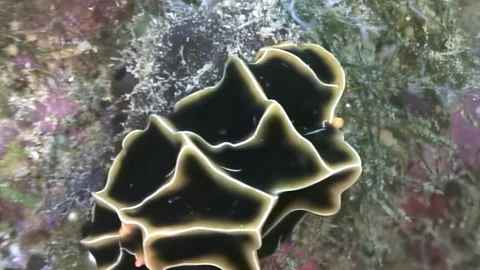 Exploring Elegant Black Nudibranch in Anilao, Philippines Stock Footage 321017479
