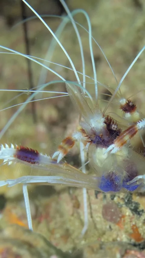 Exploring the Elegant Commensal Shrimp of the Philippines Reefs Vídeos de archivo 320060812