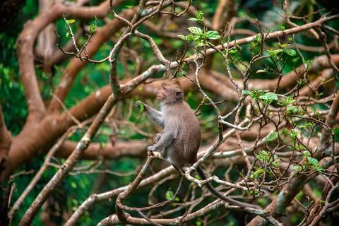 Exploring the enchanting monkey forest in Bali, where playful monkeys thrive in Stock Photos