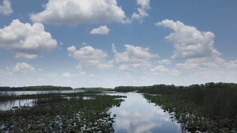 Exploring the Everglades by Airboat Stock Footage 242640136