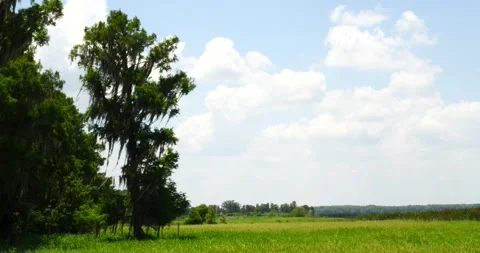 Exploring the Everglades by Airboat moss covered tree wetland Video stock 242644457