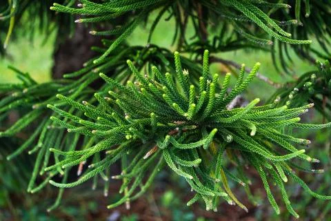 Exploring evergreen foliage of coniferous trees in nature's lush environmen.. Foto stock