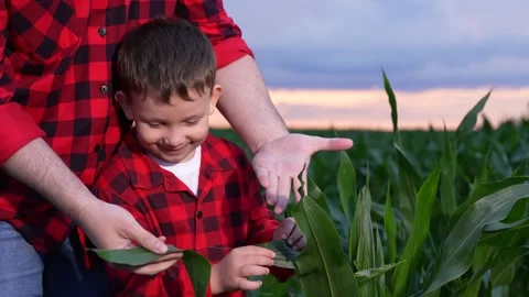 Exploring farm life, Parent supporting child, Sunset on farmland, Life lessons Stock Footage 315221874