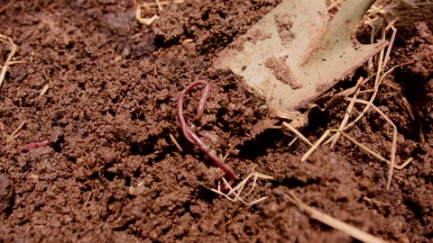 Exploring a farm soil bed with worms and a shovel, revealing the importance of Stock Footage 301571540