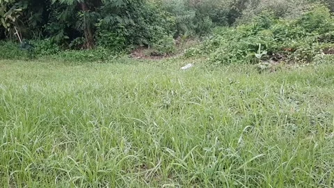 Exploring the Field Video stock 302702582