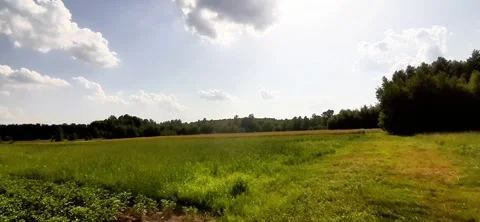 Exploring Fields of Grass and Potatoes Under a Bright Blue Sky Stock Footage 345365106