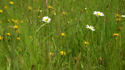 Exploring flowers in a field during the day Video stock 329563009