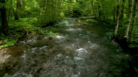 Exploring the forest and River in my Village Video stock 205167889