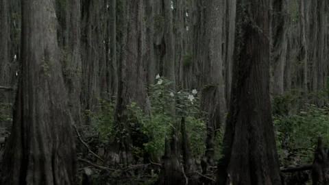 Exploring a forest area at dusk with tall trees and green plants Stock Footage 327960091
