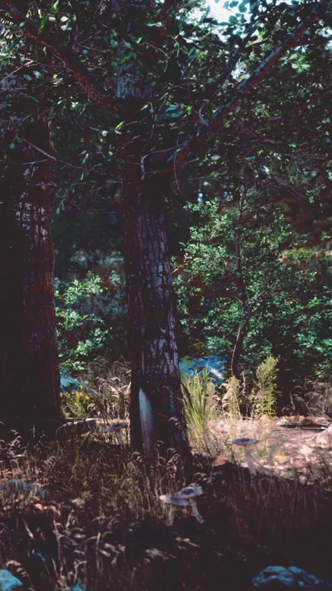 Exploring a forest area with trees, plants, and natural elements under sunlight Stock Footage 338421078