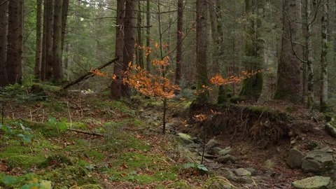 Exploring a forest with colorful trees and natural light in autumn during Stock Footage 329057055
