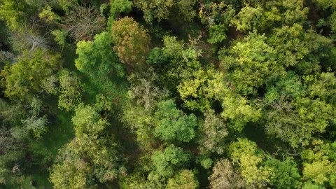 Exploring a forest with colorful trees in autumn during daylight hours Stock Footage 335333971
