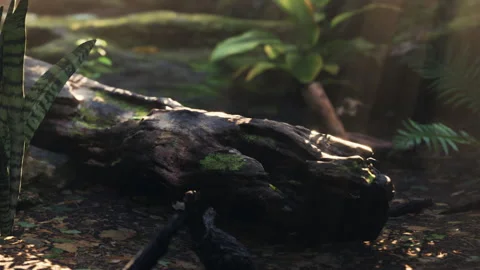 Exploring a forest floor with natural elements in sunlight Video stock 344858501