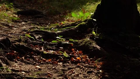 Exploring the forest floor with roots, leaves, and sunlight in a quiet Stock Footage 329057054