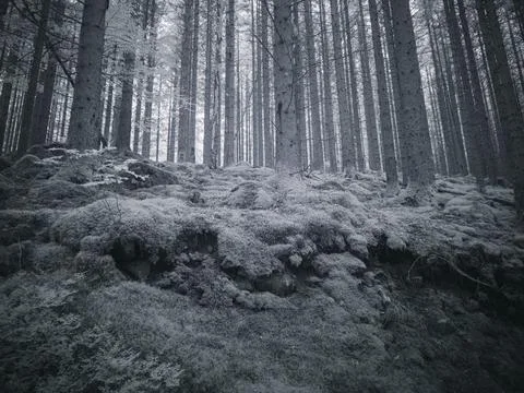 Exploring a forest landscape with infrared filter showing unique textures a.. Stock Photos