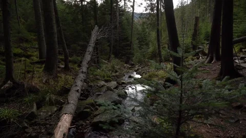 Exploring a forest stream with fallen trees and lush greenery Stock Footage 329056972
