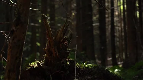 Exploring the forest with sunlight shining through trees and highlighting mos Video stock 327445828