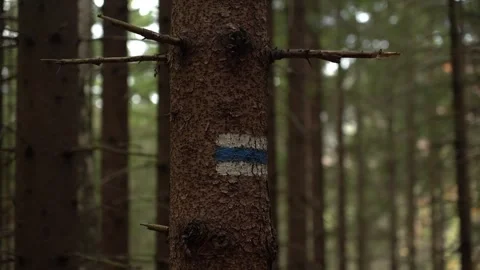 Exploring a forest trail with tree markers and natural scenery during midday Stock Footage 329056971