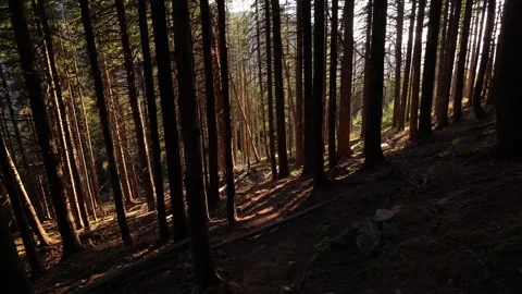 Exploring a forest trail while the sun shines through tall trees 스톡 동영상 334861677