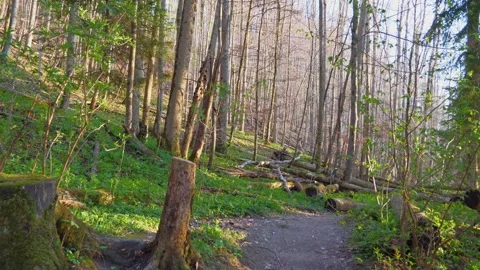 Exploring Forest Trails in Allgaeu During Spring with the Ground Carpeted in Stock Footage 309026376