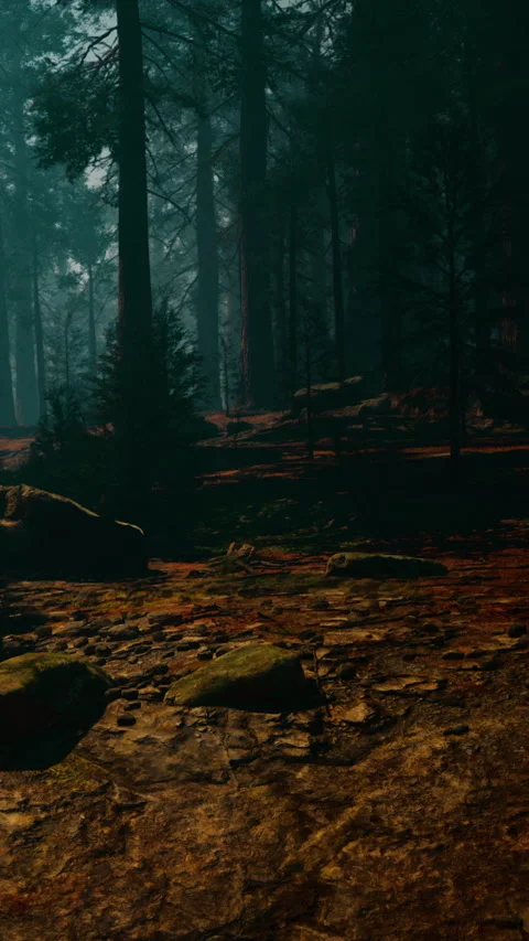 Exploring the forest with trees, rocks, and sunlight in the background Stock Footage 340649875