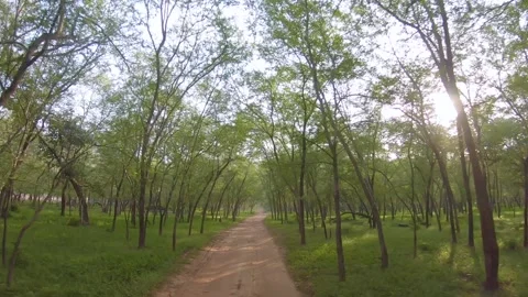 Exploring the forests of Ranthambore National Park Stock Footage 154572157