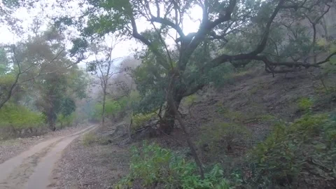 Exploring the forests of Ranthambore, Rajasthan Stock Footage 151576119