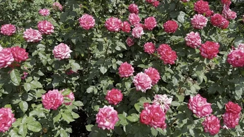 Exploring a Garden Filled With Pink and White Roses in Summer Stock Footage 324566859