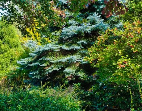 Exploring the gardens of Oregon with trees and plants Stock Photos