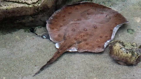 Exploring the gentle movements of a stingray in its serene habitat 스톡 동영상 295307899