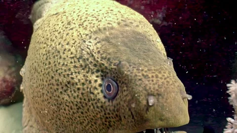 Exploring a giant moray eel in the depths of the red sea Stock Footage 312006784