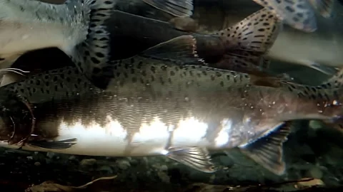 Exploring the Graceful Dance of Salmon in Their Underwater School Stock Footage 340435386