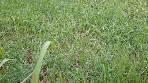 Exploring the Grassland Stock Footage 302702603