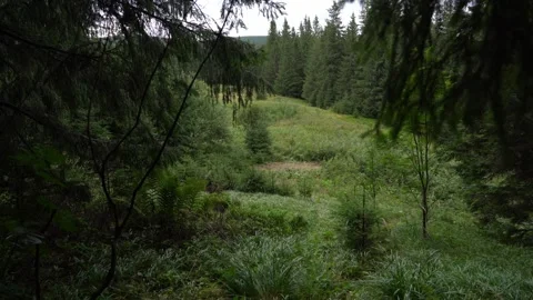 Exploring a green forest area with tall trees and dense grass Video stock 327124187