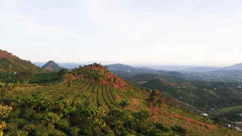 Exploring a green landscape with shrubbery and trees during sunrise in a hilly Видео 331305831