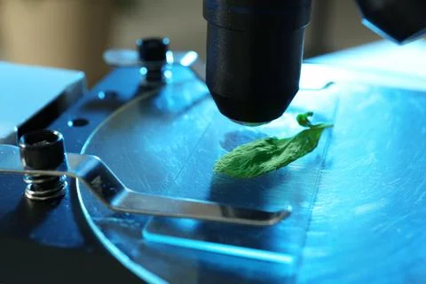 Exploring green leaf under microscope, closeup. Plant chemistry Stock Photos