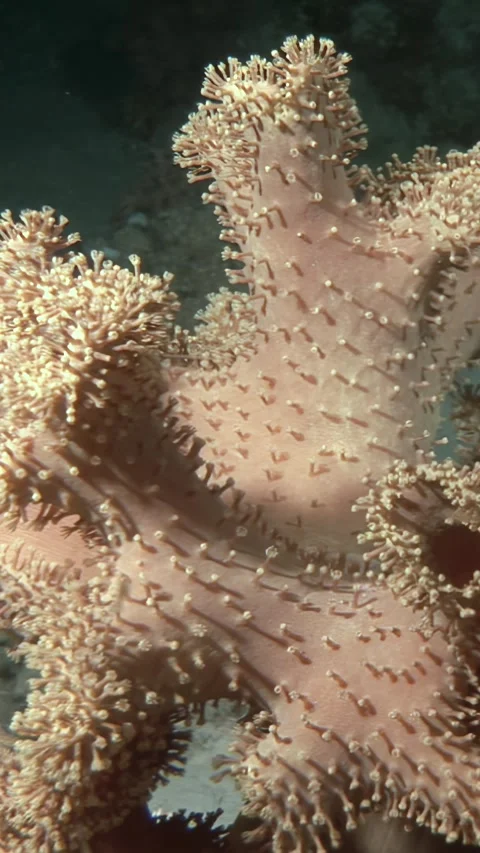 Exploring Green Toadstool Coral Beneath the Red Sea's Crystal Waters Stock Footage 319533256
