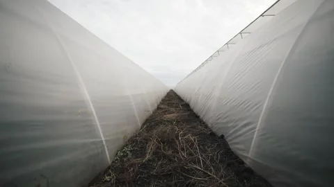 Exploring a greenhouse environment with wide rows between covered plants Video stock 289477444