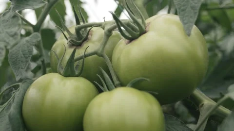Exploring a greenhouse filled with green tomatoes growing in lush surroundings Stock Footage 289477623