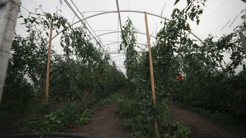 Exploring a greenhouse with thriving tomato plants on a sunny day Stock-Footage 289477452