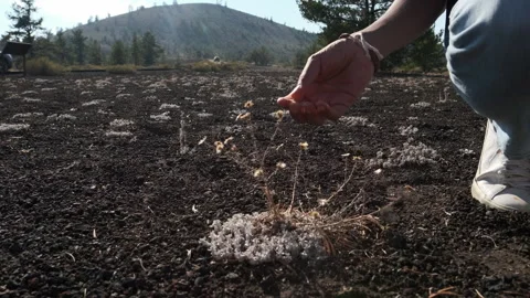 Exploring the growth of dry grass and flowers in rocky soil environment Stock Footage 312652583