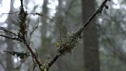 Exploring the growth of moss and spider silk in a forest in the early morning Stock Footage 329033364