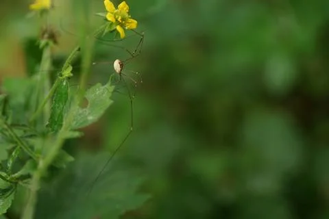 Exploring Harvestman 2 Stock Photos