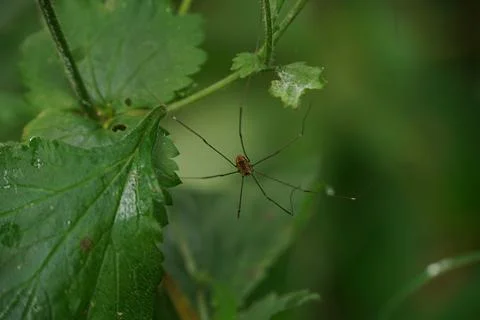 Exploring Harvestman Stock Photos